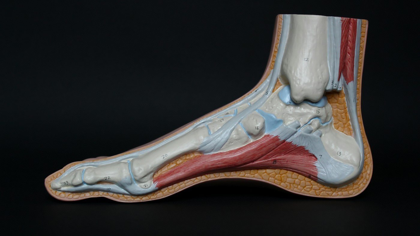 Modelo anatómico de pie y tobillo con ligamentos